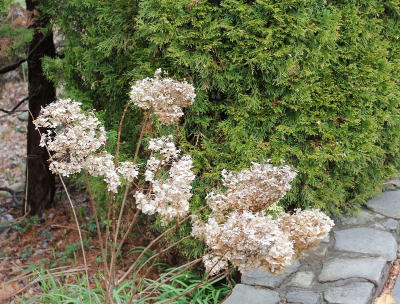 New-wood hydrangeas use a later pruning schedule