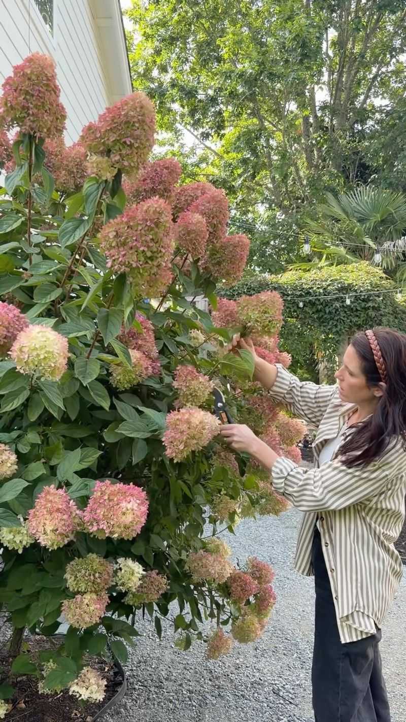 New-wood hydrangeas usually wait for late-winter pruning