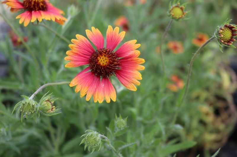 Newly Planted Native Wildflowers Newly Planted Native Wildflowers