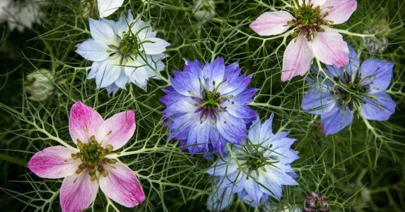 Nigella