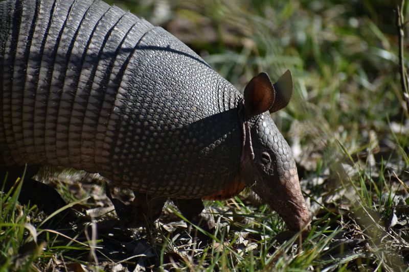 Nighttime digging usually means the armadillo is feeding