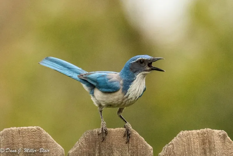 No Single Yard Habit Has Been Shown to Scare Every Jay Away No Single Yard Habit Has Been Shown to Scare Every Jay Away
