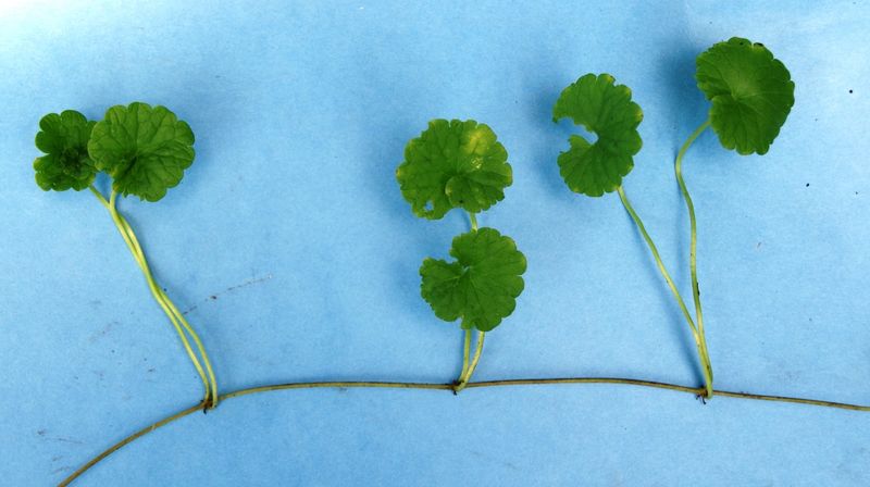 Node-rooting stems explain why one pull rarely solves the problem