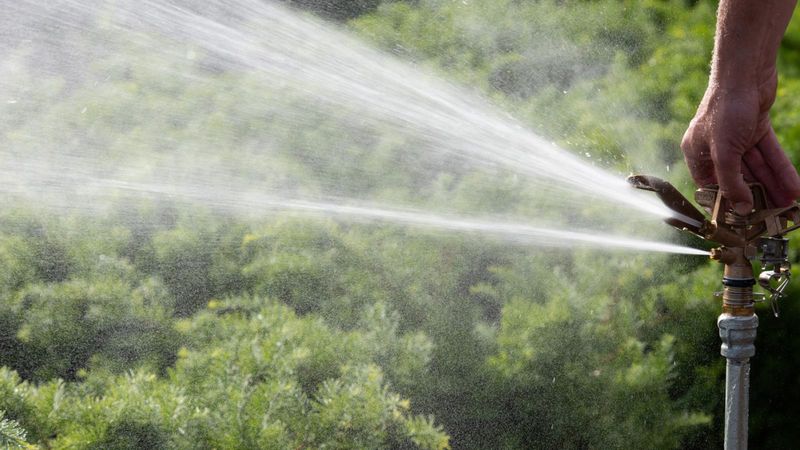 Noon watering does not burn leaves—but exposed sprinklers can waste water