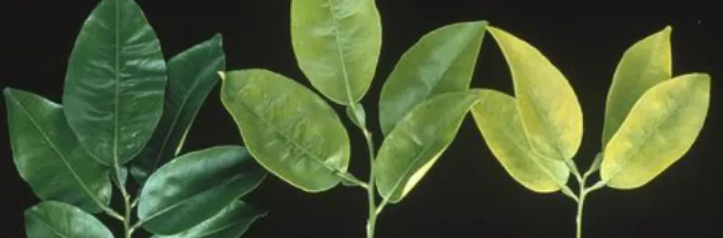 Normal fruit drop still leaves room for diagnosis