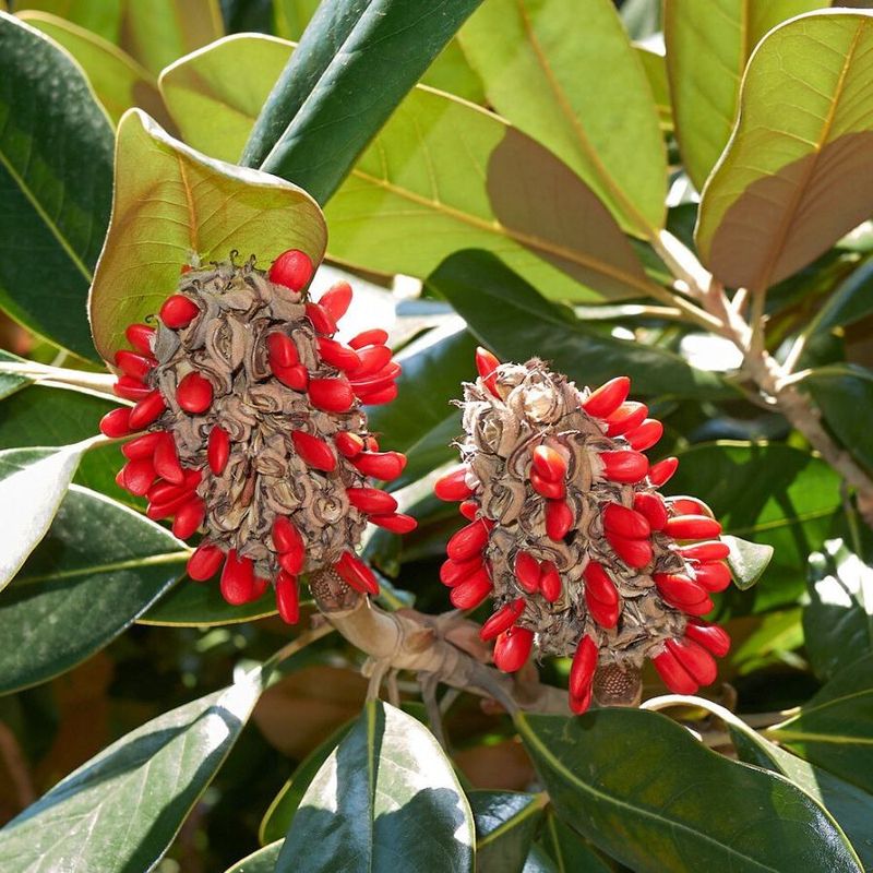 Normal fruit usually needs no treatment