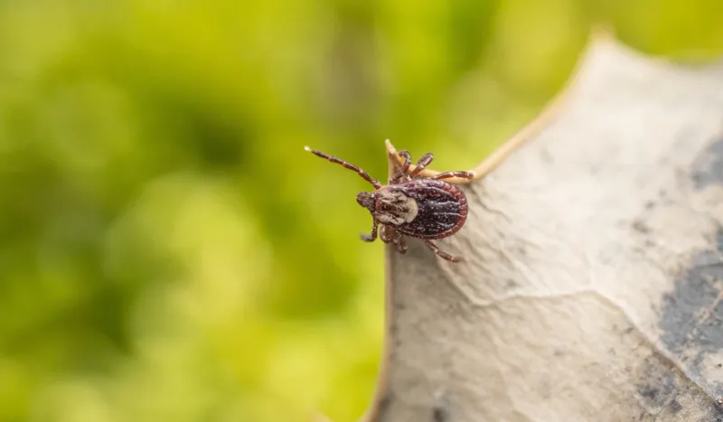 North Carolina has tickborne disease, but barberry’s local effect is unproven