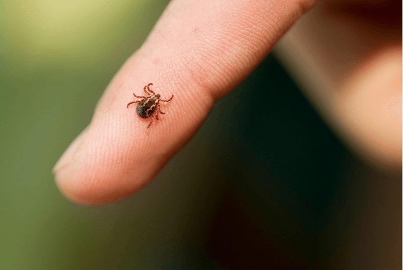 North Carolina still has real tick exposure North Carolina still has real tick exposure