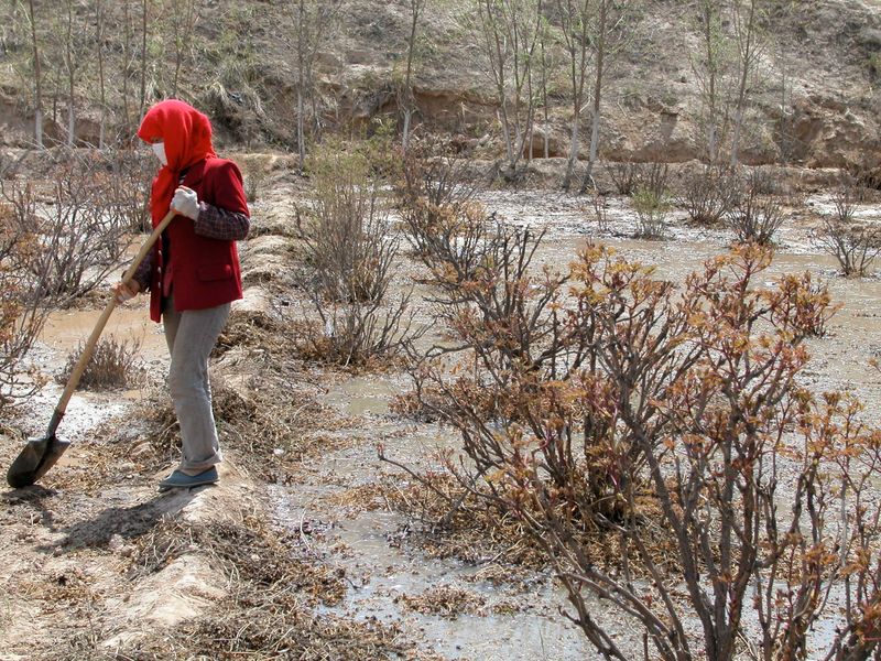 North Carolina’s climate may limit flowering North Carolina’s climate may limit flowering