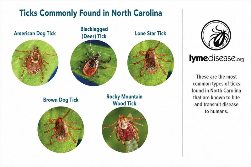North Carolina’s tick mix limits the claim