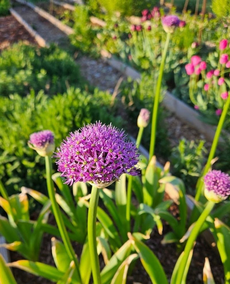 Not every allium is built to return bigger Not every allium is built to return bigger