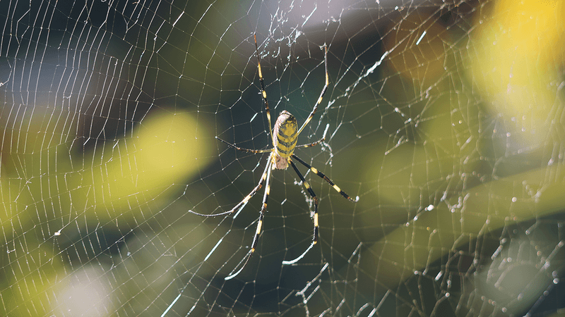 Not every golden web belongs to a Jorō Not every golden web belongs to a Jorō