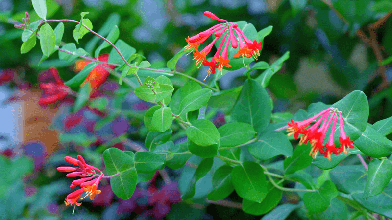 Not every honeysuckle belongs in the removal pile Not every honeysuckle belongs in the removal pile