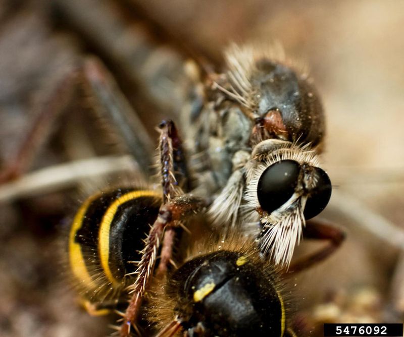 Not every intimidating fly is a robber fly—and flower visits do not make it a pollinator