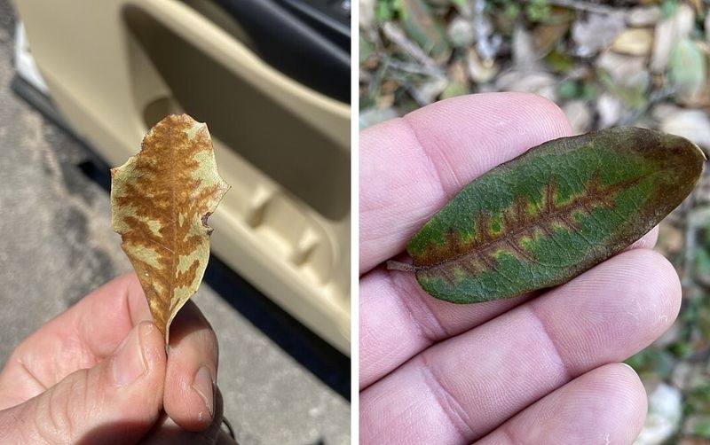 Oak species change the symptom pattern