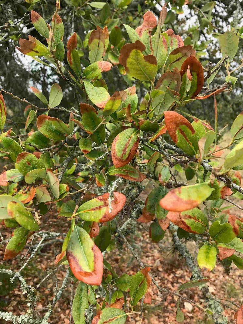 Oak wilt and drought are important alternative explanations for fall symptoms