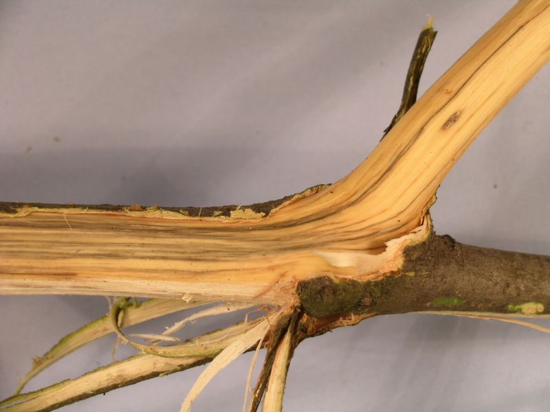 Oak wilt is a vascular disease, not a root rot
