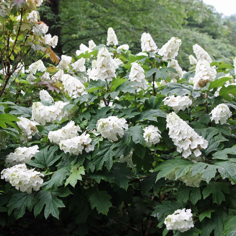 Oakleaf Hydrangea Oakleaf Hydrangea