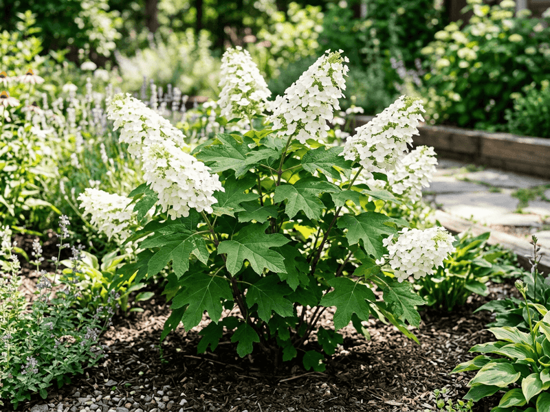Oakleaf Hydrangea Oakleaf Hydrangea