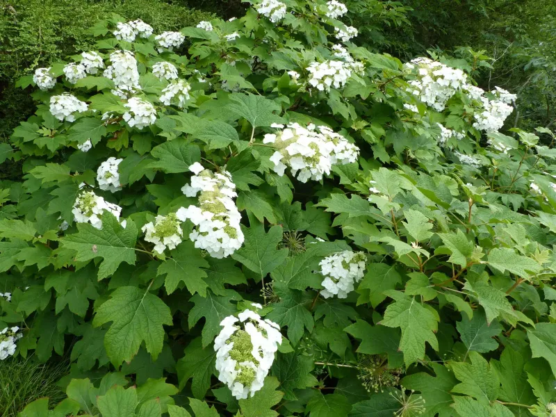 Oakleaf Hydrangea
