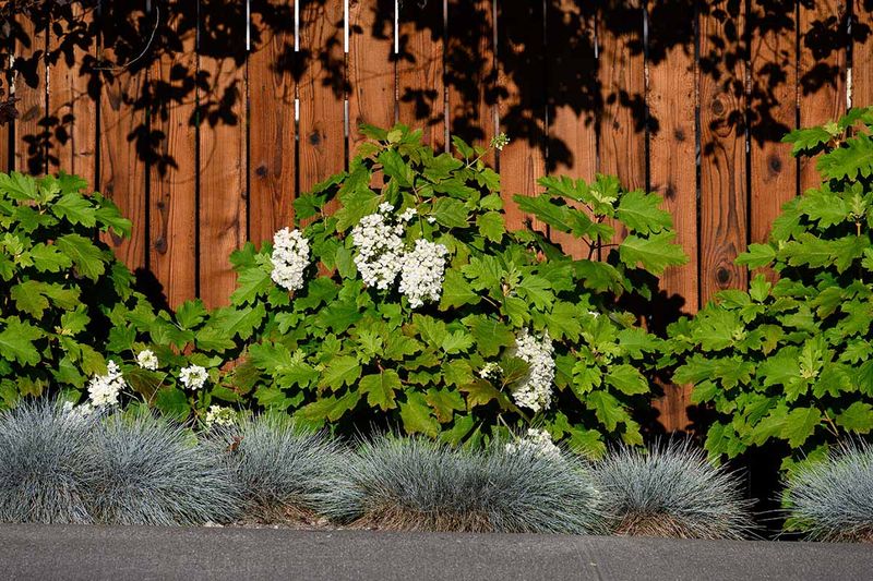 Oakleaf hydrangea offers a seasonal alternative to a formal boxwood line