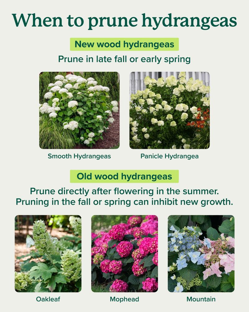 Oakleaf, panicle, and smooth hydrangeas follow different schedules