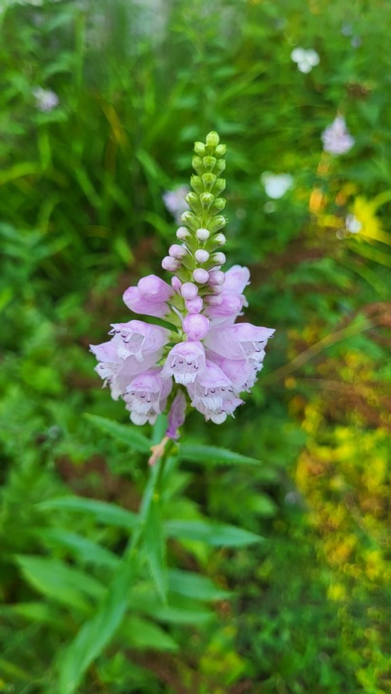 Obedient plant Obedient plant