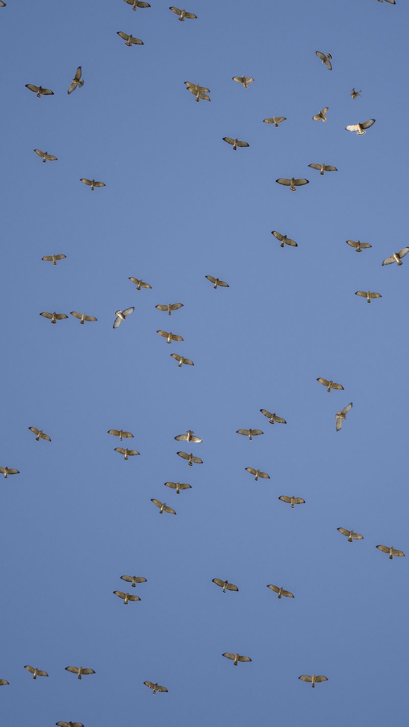 Observe from a distance and respond only when a bird needs help