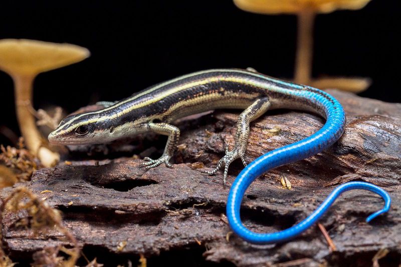Observe the lizard instead of moving it