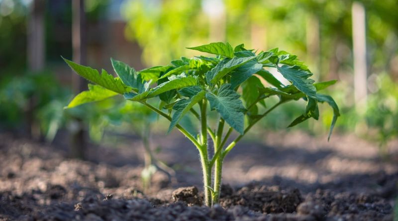 Observe the plant before making a major change Observe the plant before making a major change