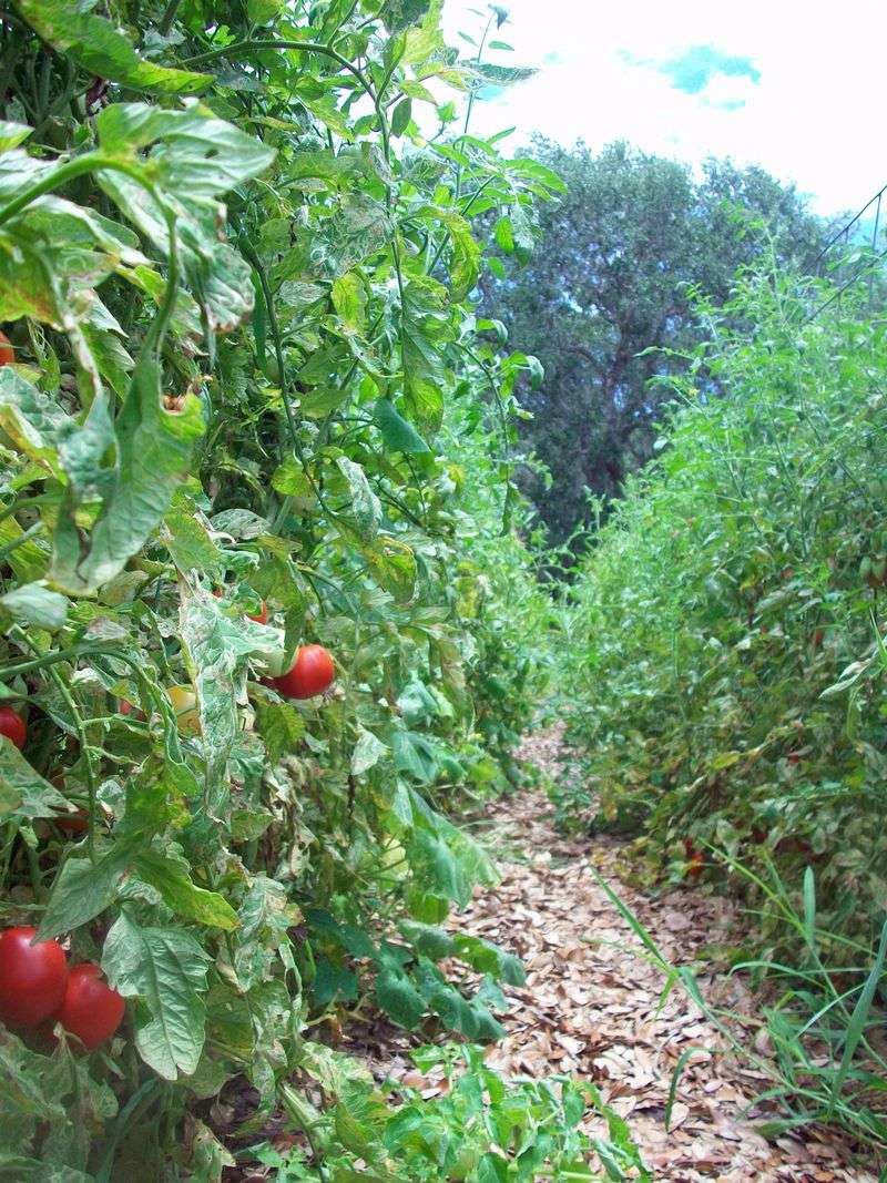 October does not guarantee tomato-setting weather
