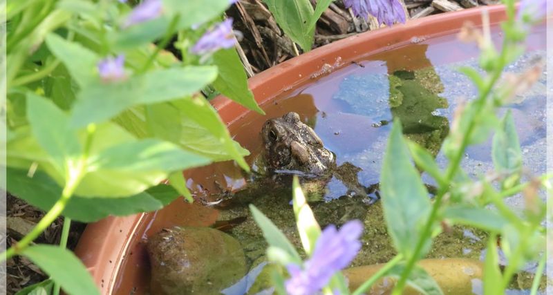 Offer clean, shallow water without creating a trap