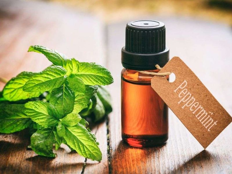 Oil studies do not prove that planted mint works Oil studies do not prove that planted mint works