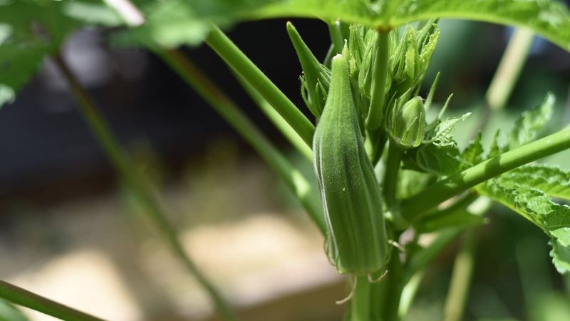 Okra