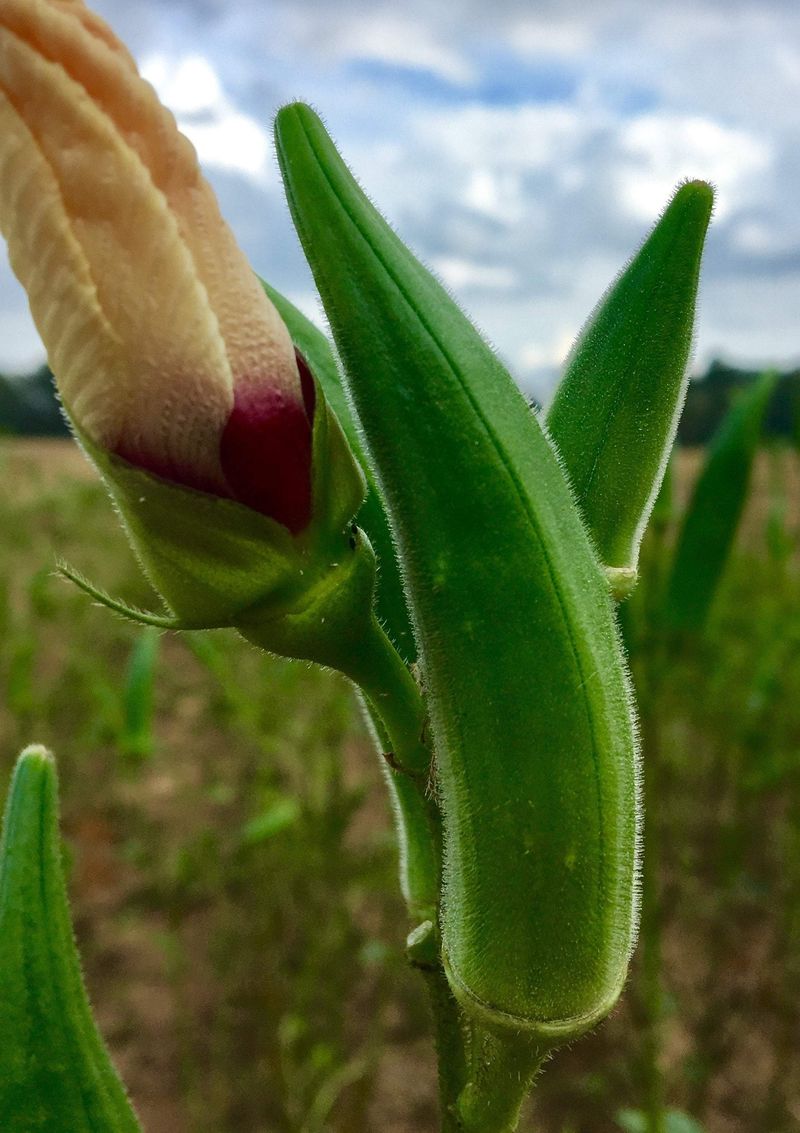 Okra Is Built for a Warm North Carolina Summer