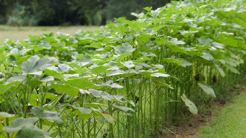 Okra