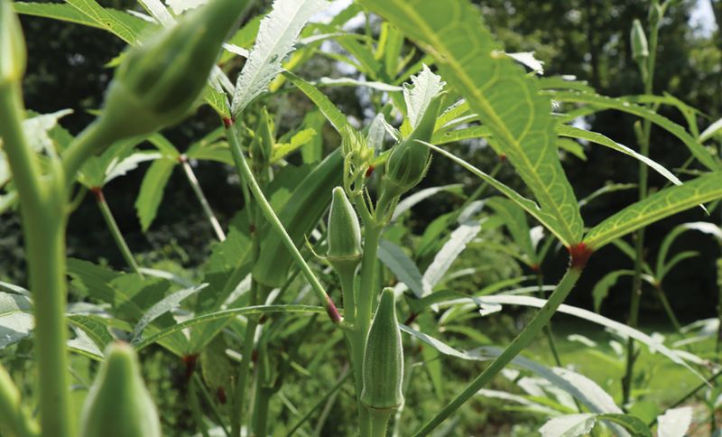 Okra’s Real Summer Advantage