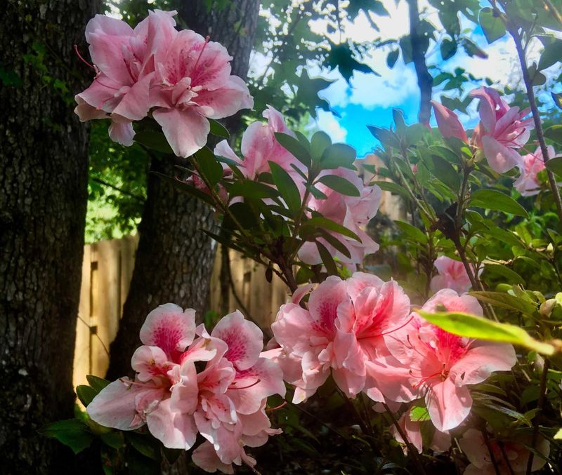 Old-wood bloomers can lose next spring’s flowers Old-wood bloomers can lose next spring’s flowers