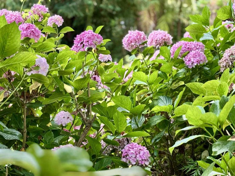 Old-wood buds may already be forming for next year