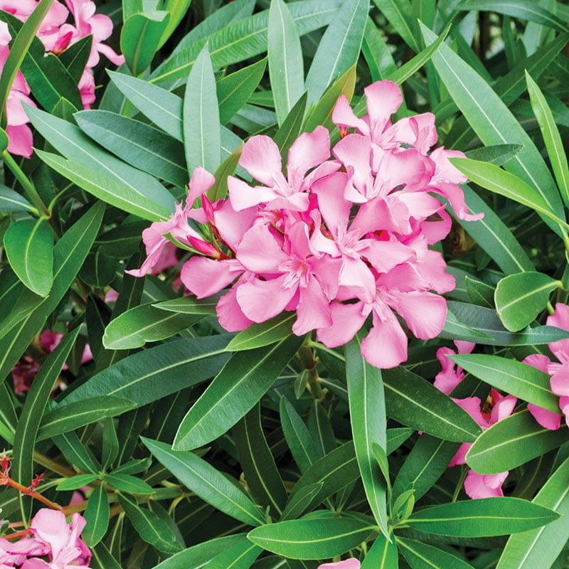 Oleander