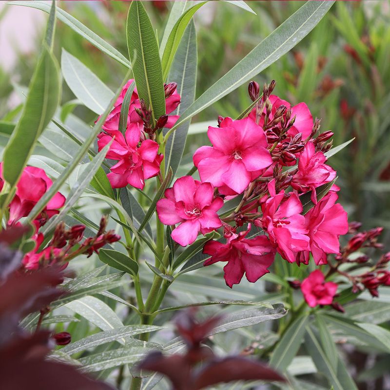 Oleander Oleander