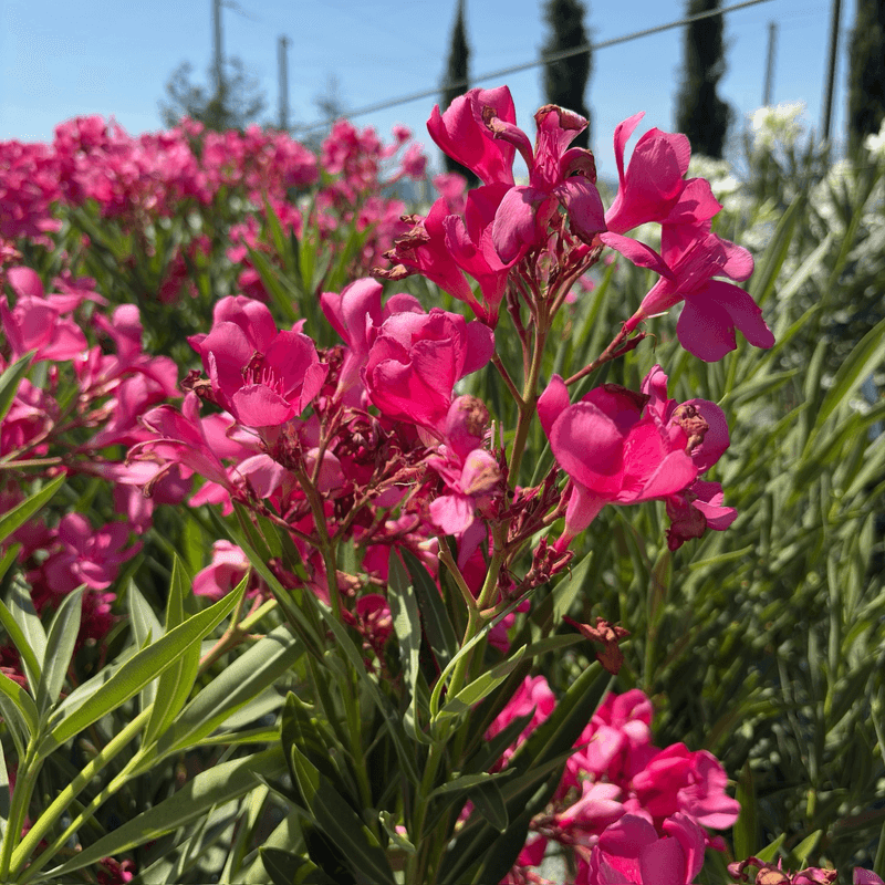 Oleander