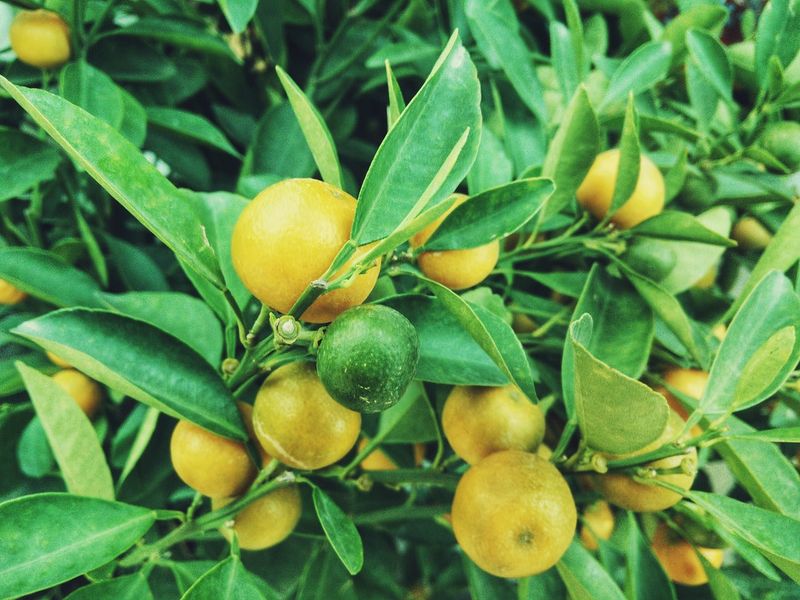 One Meyer lemon tree can run several ripening clocks at once