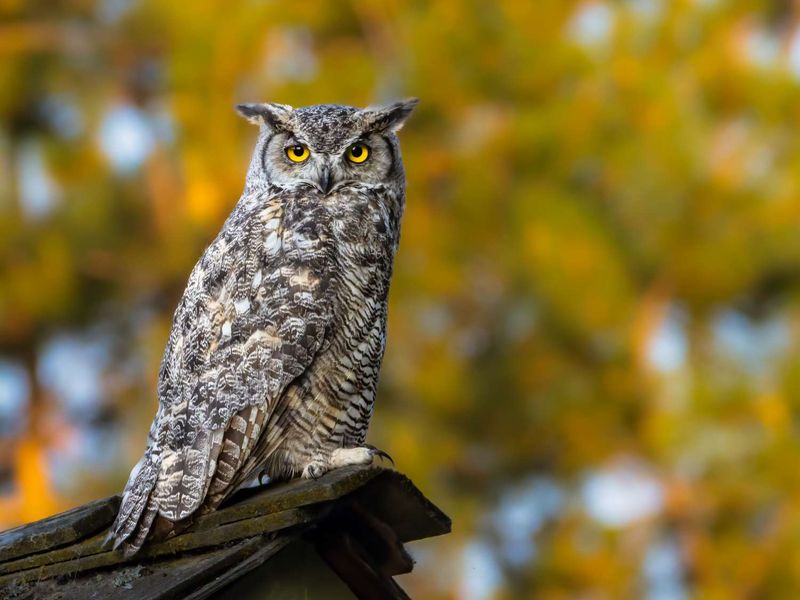 One Owl Visit Cannot Certify a Healthy Yard