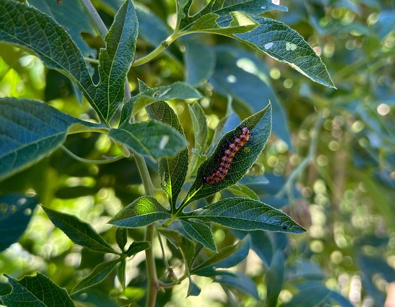 One caterpillar usually does not justify spraying One caterpillar usually does not justify spraying