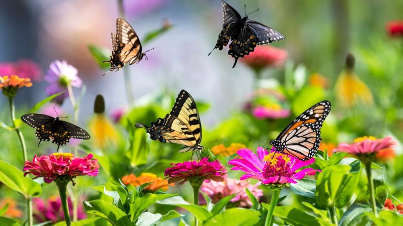 One showy flower cannot supply a whole butterfly community