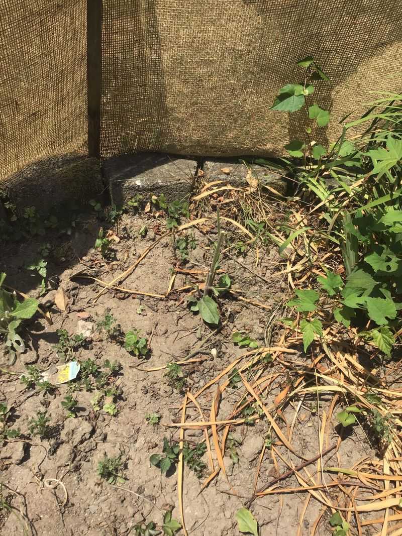 Open Beds with Nighttime Insect Activity