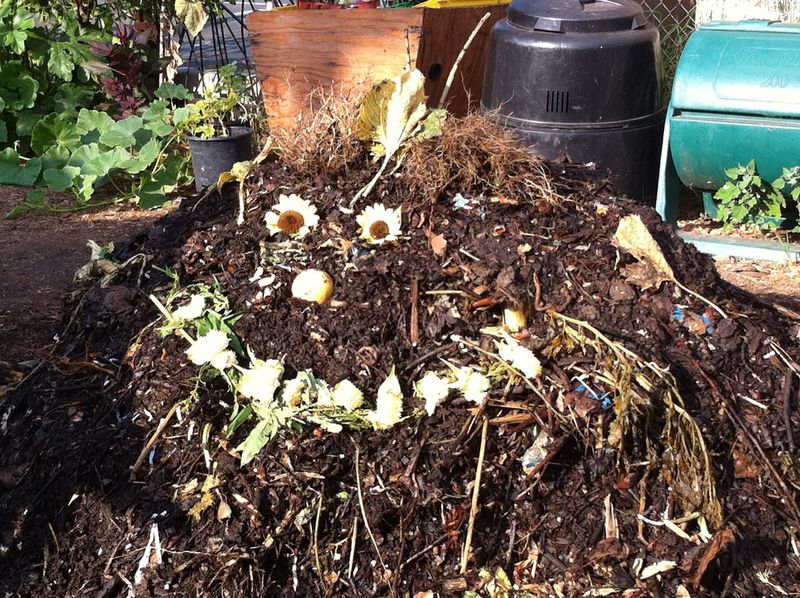 Open Compost Piles With Food Scraps