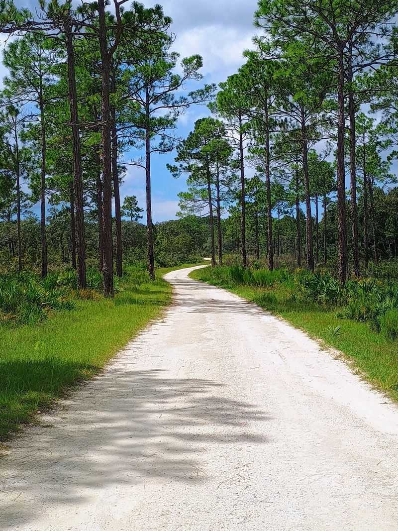 Open Sandy Patches Near Trees