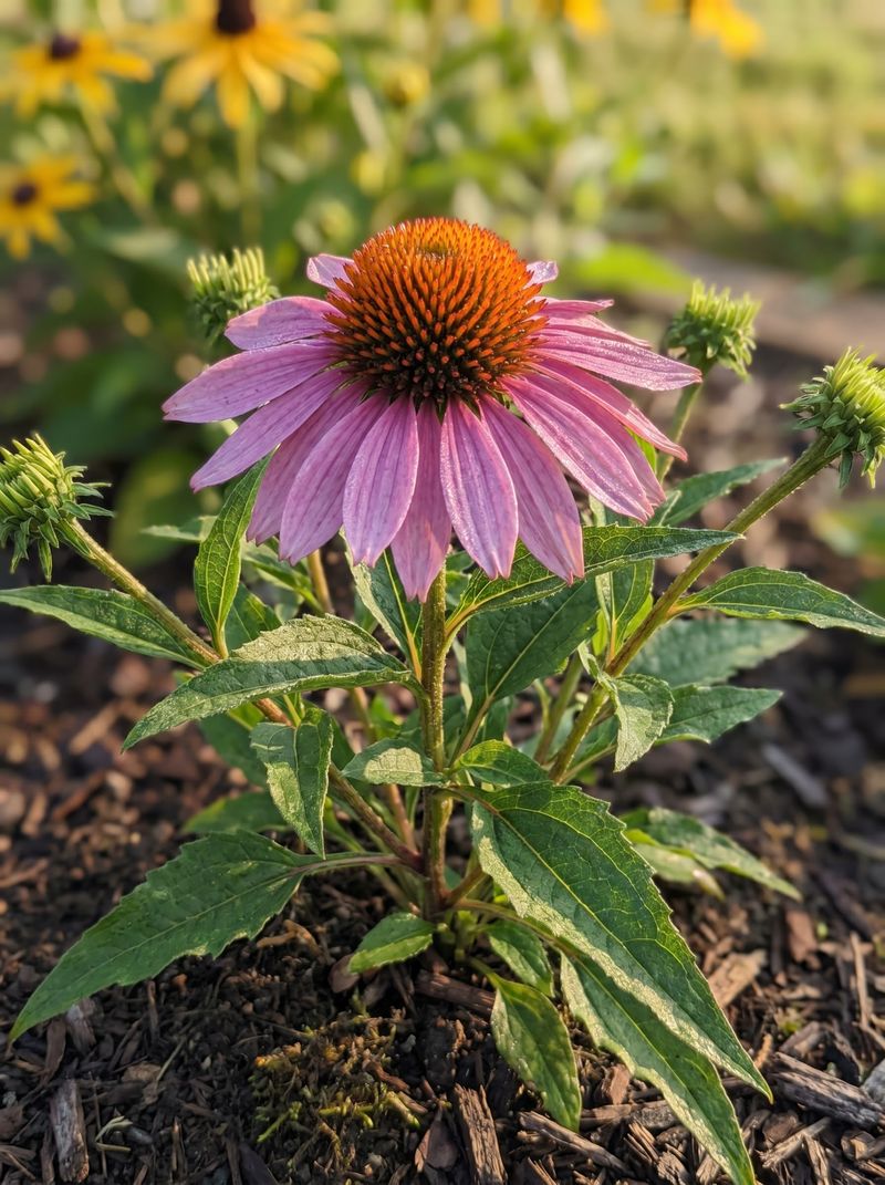 Open soil improves the odds of volunteer seedlings
